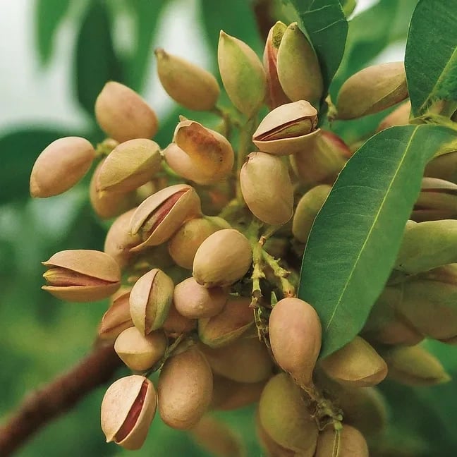 PRODUCTOS GOURMET - 1